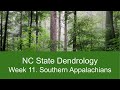 Southern Appalachian Forests I