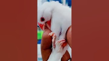 Mashallah white java🐥#lovebirds #sundaybirdsmarket#viral#vlogs#shorts@SarfrazLahori @NexusBirds