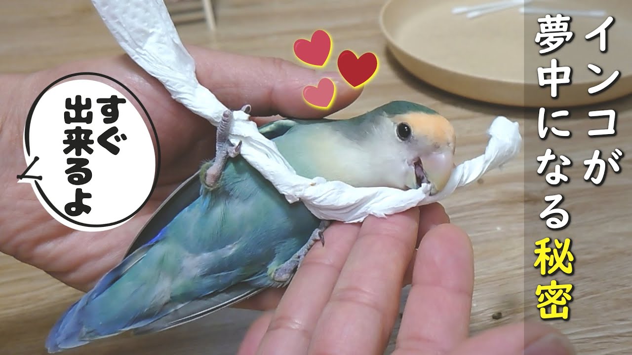 0円で簡単！インコが夢中の手作りおもちゃ術 | コザクラインコの性格