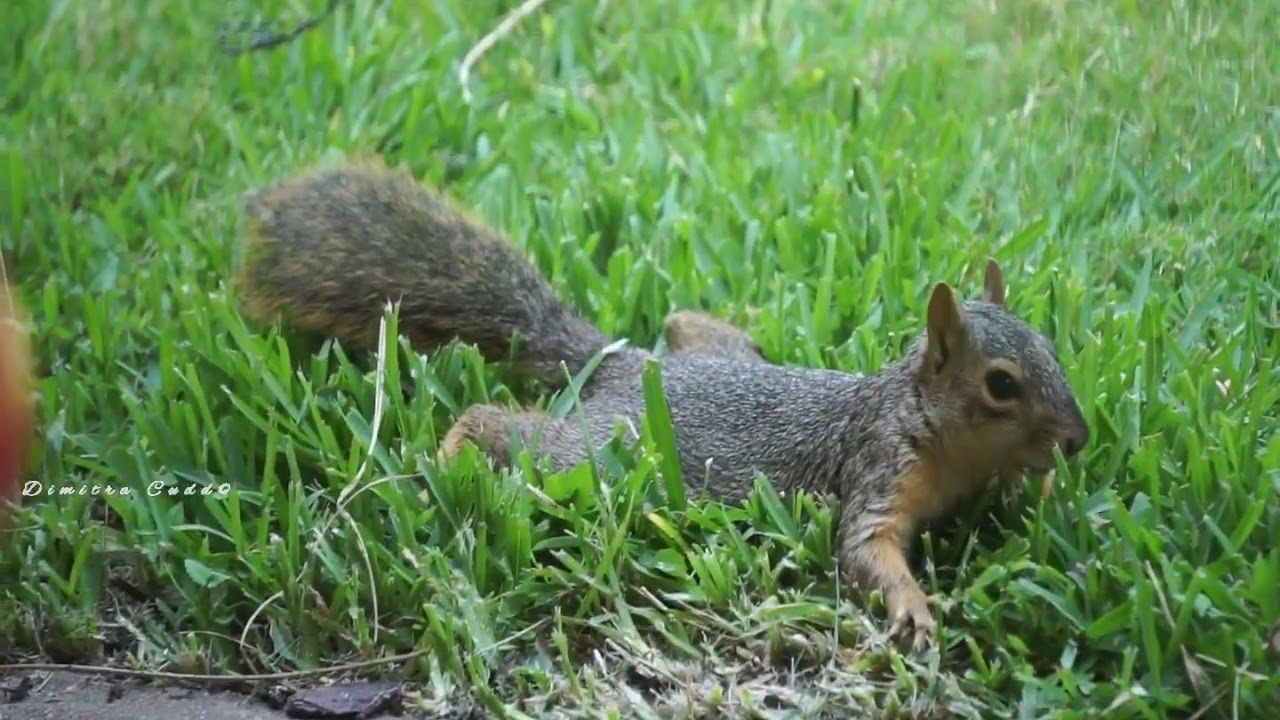 Squirrel cooling down eating grass roots! YouTube