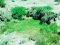 شروه خوانی حسن صداقت شروه خوانی حسن صداقت