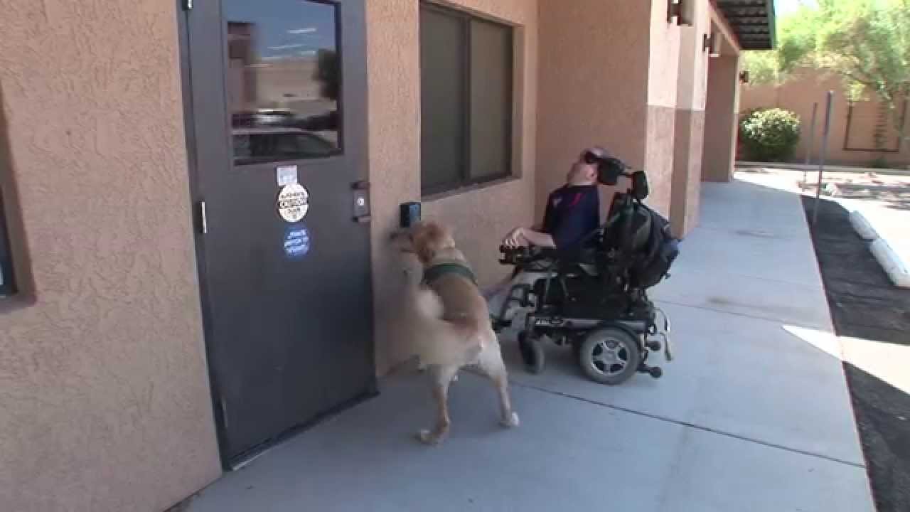 Handi Dogs Helping People Train Service Dogs YouTube Handi Dogs Helping People Train Service Dogs YouTube