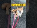 昨日の分まで楽しんできました🤭💕#柴犬 #豆柴 #shibainu #犬 #犬のいる暮らし #shorts