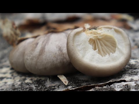 Video: Ergosterol Isoleret Fra Basidiomyceten Pleurotus Salmoneostramineus Påvirker Trypanosoma Cruzi Plasmamembran Og Mitokondrier