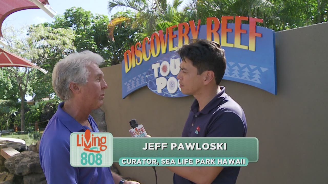 Sea Life Park Hawaii has a new, educational “Touch Pool"