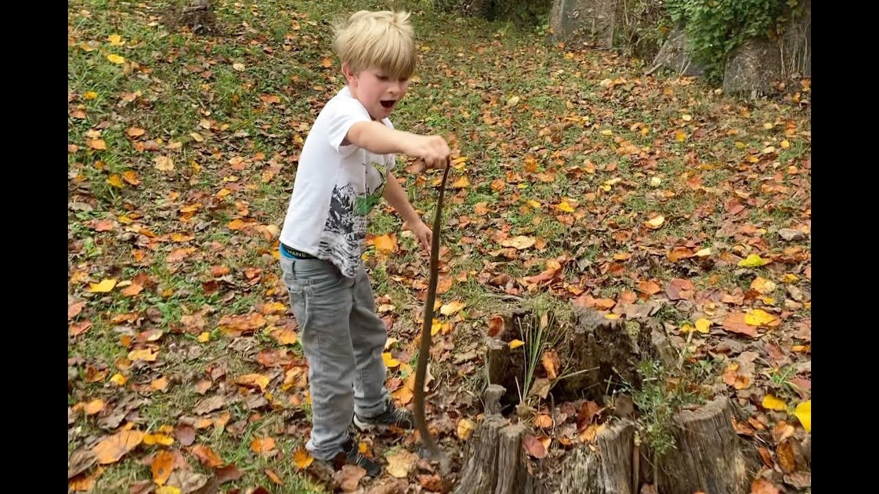 Herping with Titus 5 snapping turtle, water snakes, salamanders, pickerel frogs, snake bite