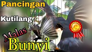 Pancingan KUTILANG MACET BUNYI dan MACET TOTAL Agar Nyaut Gacor ||Pancingan Kutilang Gacor