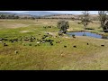 P161 La ganadería regenerativa, Rancho Pueblo Viejo.