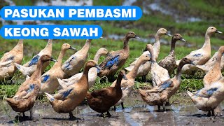 Beginilah Proses Menanam Padi Yang Dikombinasikan Dengan Beternak Bebek