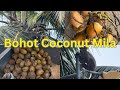 Bandar Aya Coconut Khane Ke Liye!