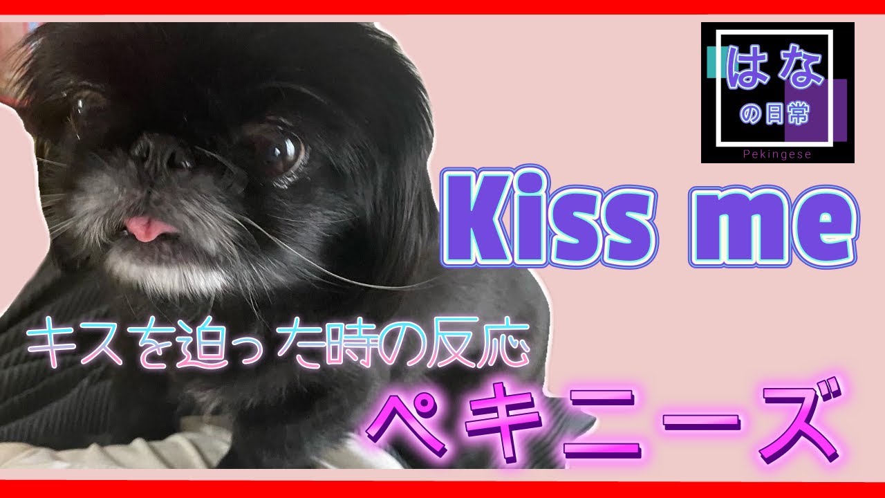 癒されたい人限定 寝起きのかわいいペット まったりゆっくりペキニーズ Peki Dog Youtube