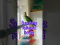 Sunshine Alexandrine female super talkative