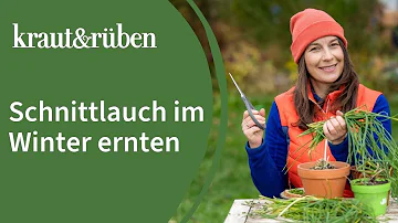 Soll man Schnittlauch vor dem Winter abschneiden?