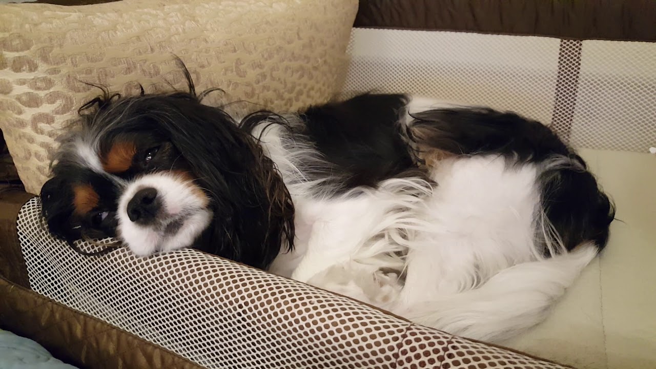 Sleep talking Cavalier King Charles Spaniel YouTube