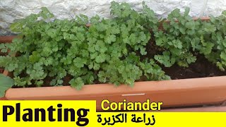 زراعة الكزبرة من البذور Planting Coriander