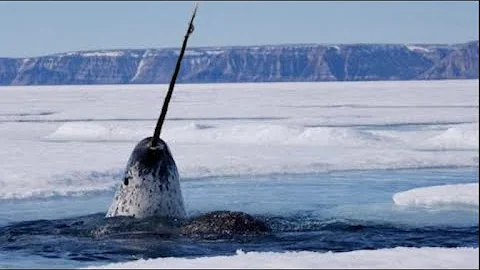 ¿Cómo se llama una foca con cuerno?