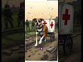 Dogs also FOUGHT in wars? 🐶💥 #ancientcivilizations #facts #discoverthepast