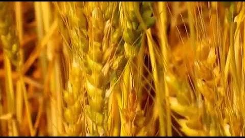 くちづけの麦を予告CM