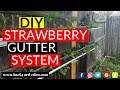 DIY Strawberry Gutter System | Easiest way to grow strawberries