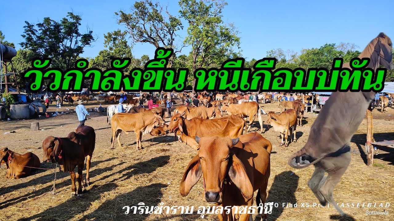 วัวขึ้น หนีเกือบบ่ทัน ราคาวัววันนี้ 11 มี.ค.69 วัวเลี้ยง วัวเนื้อ วารินชำราบ อุบลราชธานี
