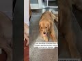if you have a dog, check this #dogs #puppy #doglife #BetterWild #fyp #cutedogs #funnydogs #ad