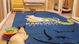 Traditional Siamese and Egyptian Mau by Karlskoga Katthotell & Butik 135 views 3 years ago 59 seconds