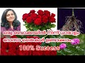 How to grow roses from rose bouquet or rose plant cuttings? Propogating Roses from Bouquets/Salu/