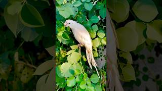 Cockatiels parrots very beautiful #birds #cockatiel #parrot