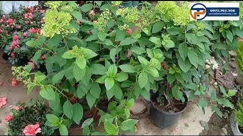 Cẩm tú cầu chóp thân gỗ | Cẩm tú cầu thân gỗ | Cây Cảnh Phạm Thương