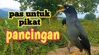 suara pikat burung JALAK KEBO gacor,suara pas untuk pikat dan pancingan