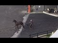Woodbine Mohawk Park Qualifiers