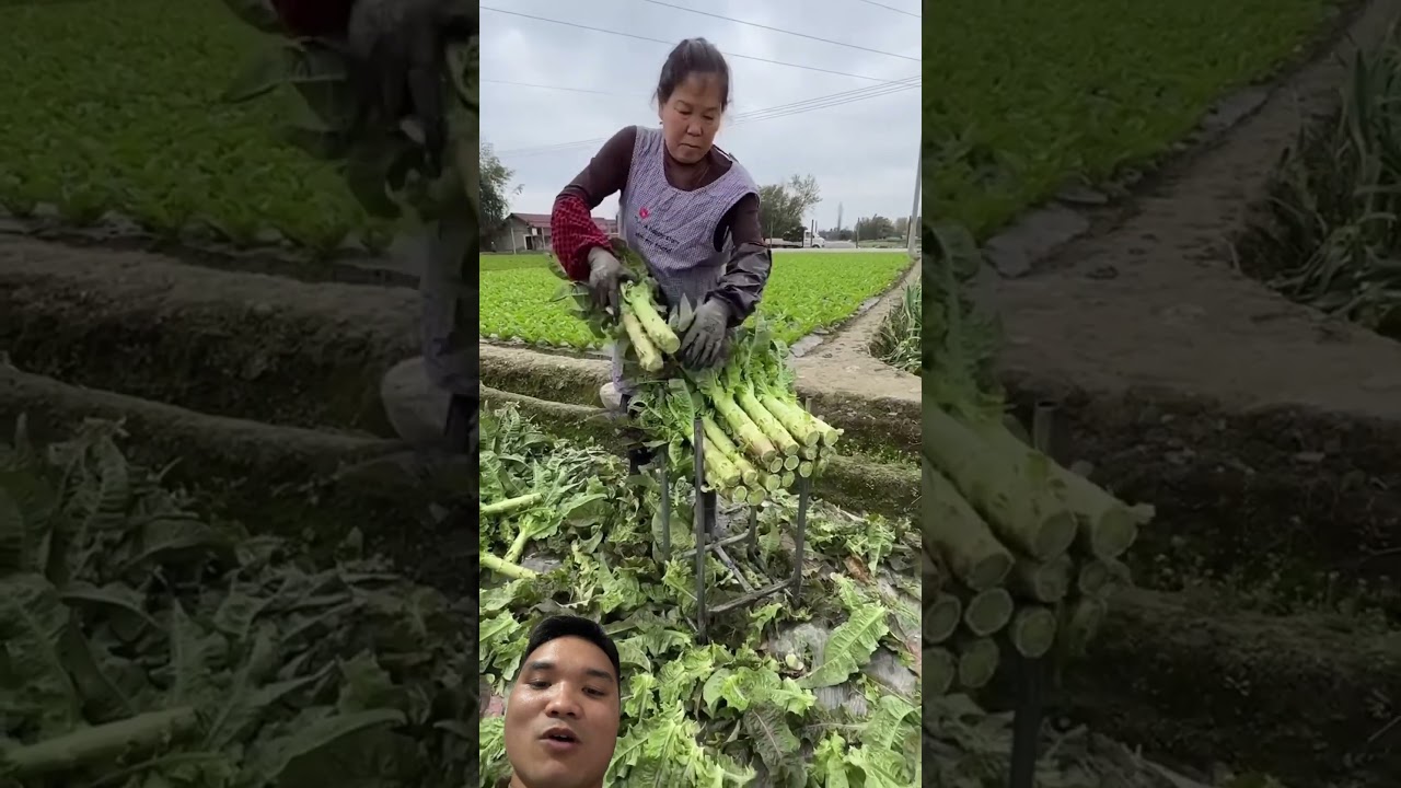 Loại Rau Dành Cho Vua Chúa #farming