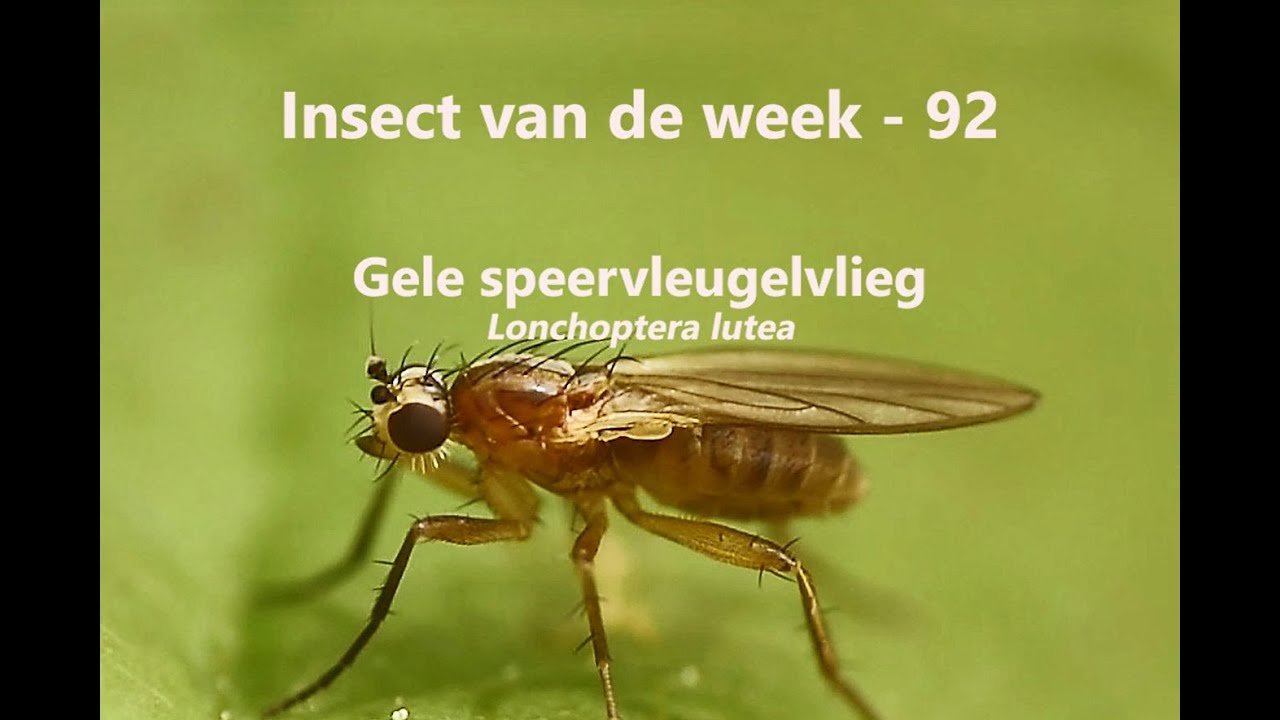 opvoeder Overtuiging gemeenschap Insect van de Week 92: Gele speervleugelvlieg - YouTube