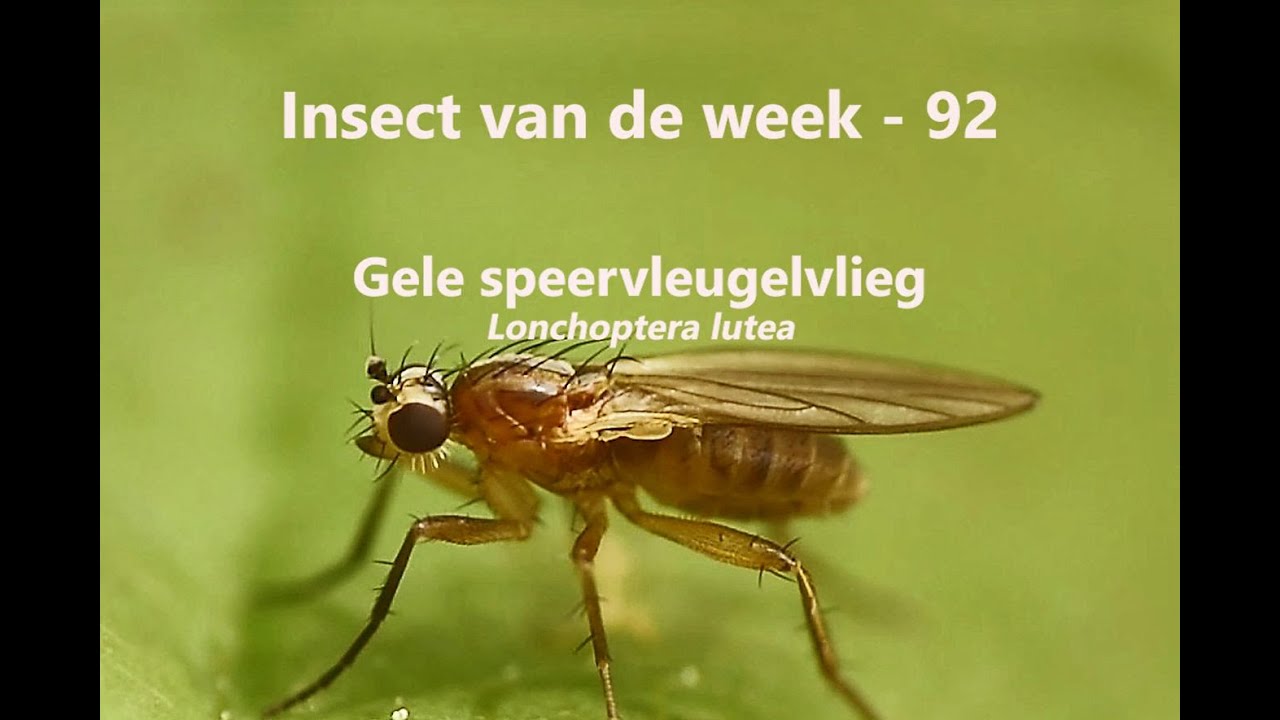 van de Week 92: Gele speervleugelvlieg - YouTube