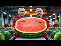 Inside Watermelon Processing Factory – Logistics Behind Summer’s #1 Fruit (Full Process)