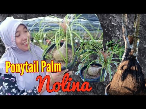 Video: Nolina - 