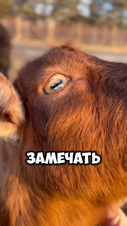 Почему глаза коз такие странные? 🐐👁️🤔 #животные - YouTube