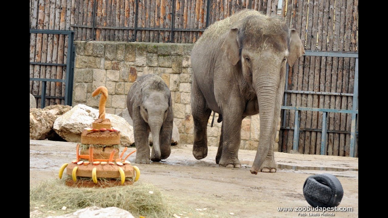 Asha 1. születésnapja