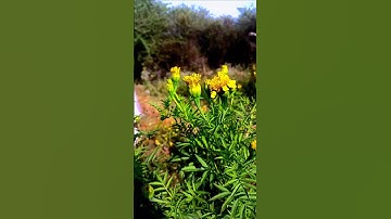 Flower video shorts #shorts #shortvideo #ytshots #youtubeshorts #minivlog #3dvlog #viralvideo #vlog