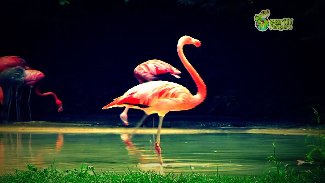 Funny Talking Animals Call of the Wild Michael Jackson Flamingo Earth