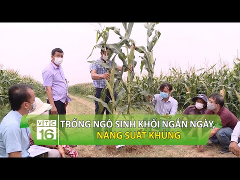 Video: Ruộng ngô sẽ là loại vùng nào?