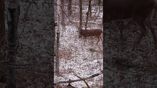 2025 Whitetail Season Preview - Manitoba Whitetail Archery hunt #deerhunting #bowhunting #huntfishmb