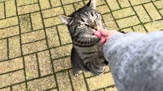 Adorable Cat jumps for Candy