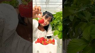 PANEN STROWBERRY DI KOREA