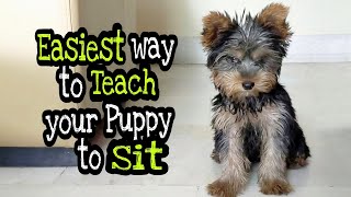 How to Teach Yorkie Puppy to Sit