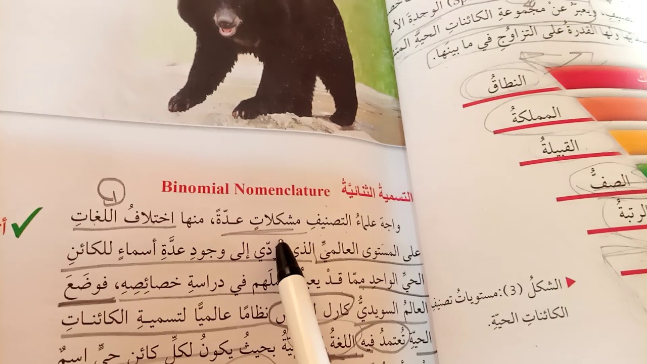 سابع