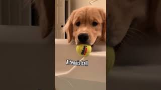 golden retriever dog funny videosshorts trending