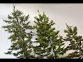 Modeling the ultimate model tree  the evergreen conifer  vlog 61