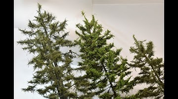 Modeling The Ultimate Model Tree with Stem Wire | The Evergreen Conifer | Boomer Diorama