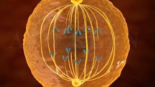 Mitosis 3D Animation Phases Of Mitosis Cell Cycle And Cell Division Mitosis And Meiosis